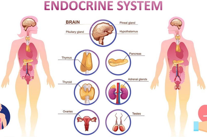 Hormonal Health Analysis